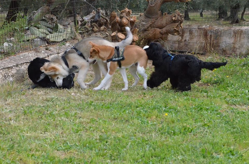 Puppy Class - Classe per cuccioli
