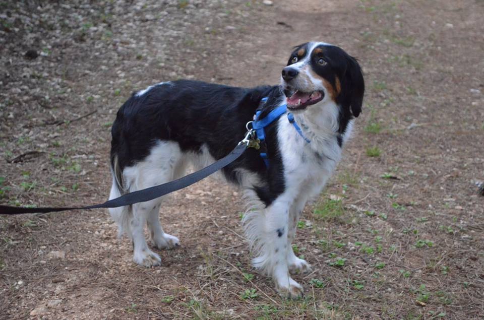 Cittadini a quattro zampe - affontare la città con competenza