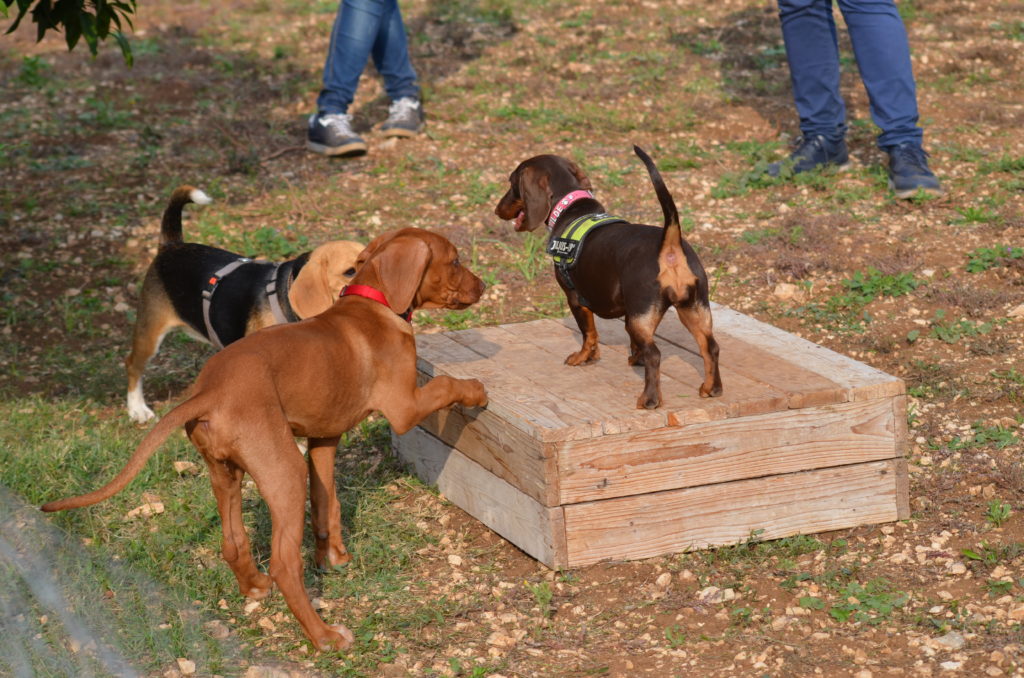 Pomeriggio Cuccioli - Iniziamo a conoscerci - Evento gratuito