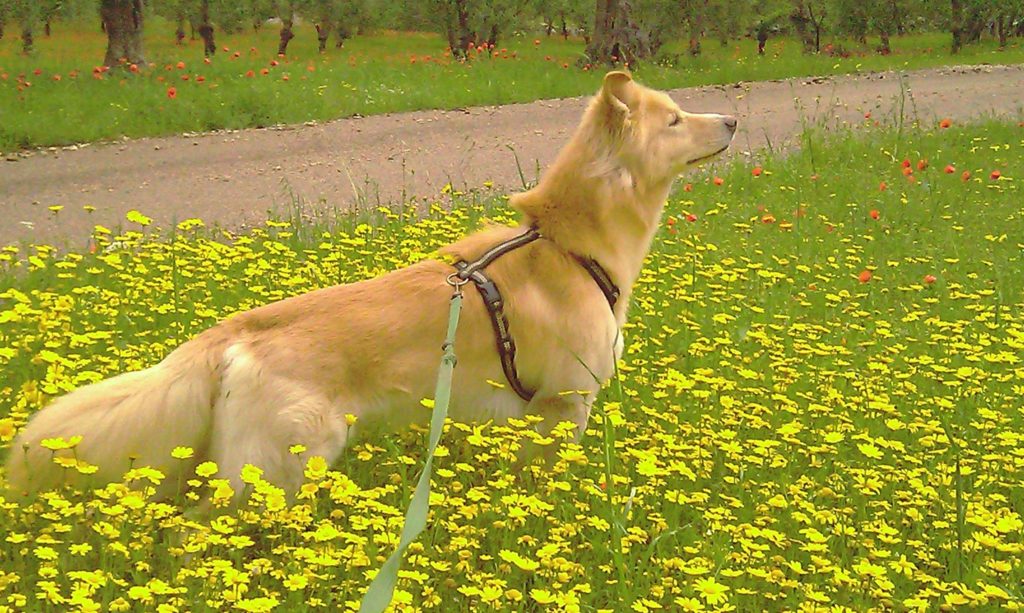 Nasi in Gioco - Attività olfattive